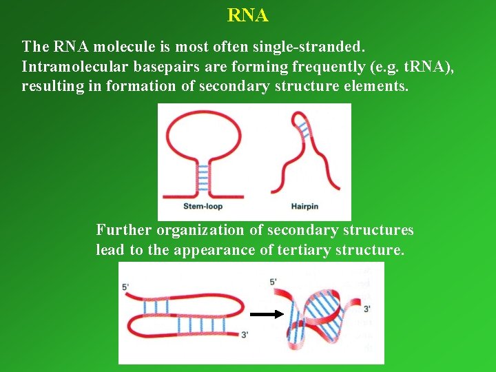 RNA The RNA molecule is most often single-stranded. Intramolecular basepairs are forming frequently (e.