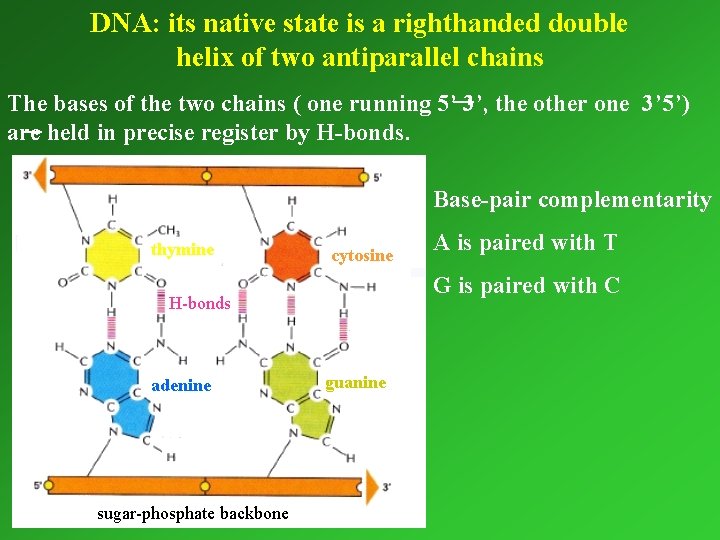 DNA: its native state is a righthanded double helix of two antiparallel chains The
