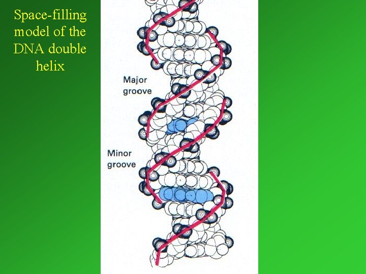 Space-filling model of the DNA double helix 
