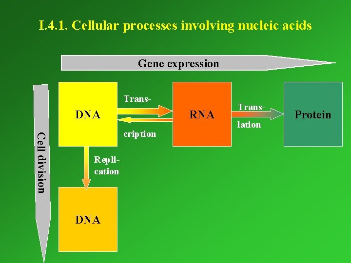 I. 4. 1. Cellular processes involving nucleic acids Gene expression Trans- DNA RNA Cell