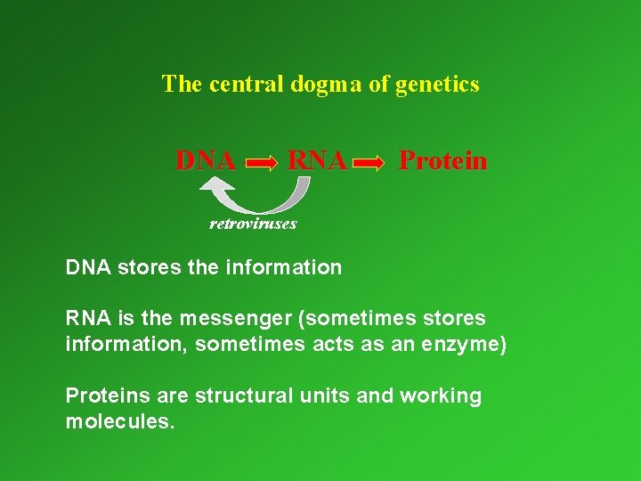 The central dogma of genetics DNA – RNA – Protein retroviruses DNA stores the