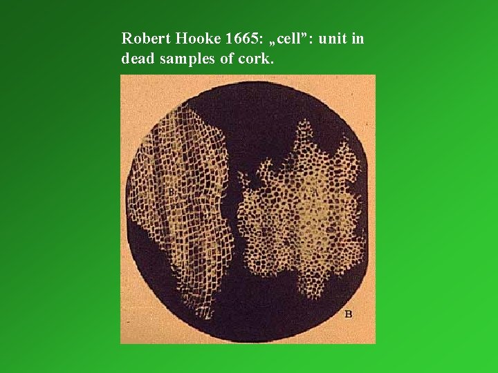 Robert Hooke 1665: „cell”: unit in dead samples of cork. 