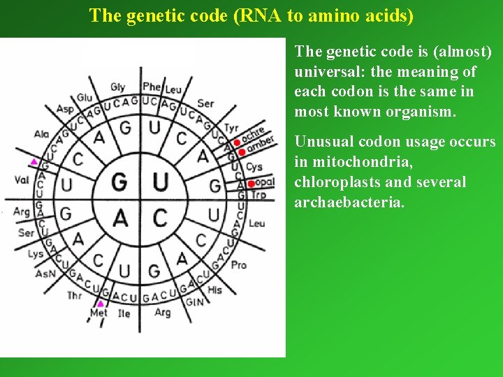 The genetic code (RNA to amino acids) The genetic code is (almost) universal: universal