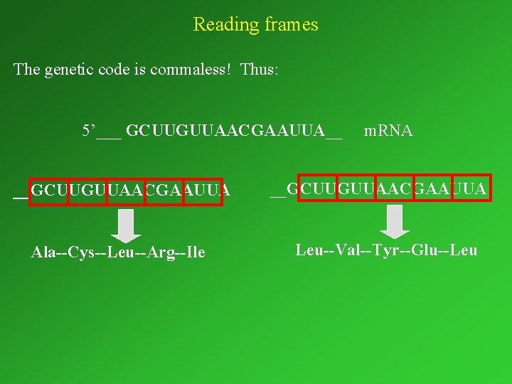 Reading frames The genetic code is commaless! Thus: 5’___ GCUUGUUAACGAAUUA__ __GCUUGUUAACGAAUUA Ala--Cys--Leu--Arg--Ile m. RNA
