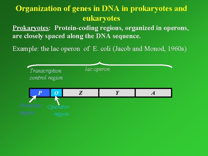 Organization of genes in DNA in prokaryotes and eukaryotes Prokaryotes: Protein-coding regions, organized in