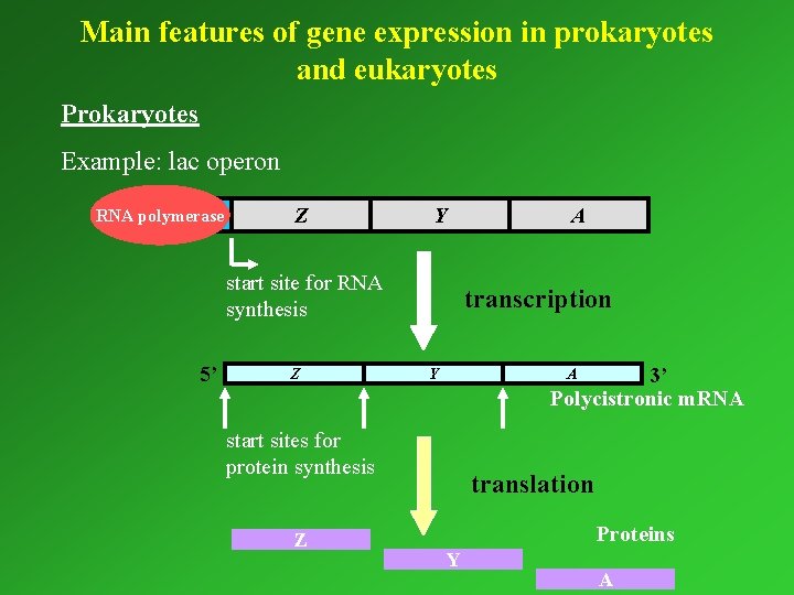 Main features of gene expression in prokaryotes and eukaryotes Prokaryotes Example: lac operon RNA