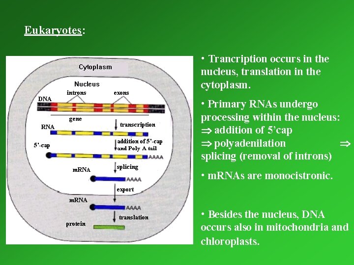 Eukaryotes: • Trancription occurs in the nucleus, translation in the cytoplasm. • Primary RNAs