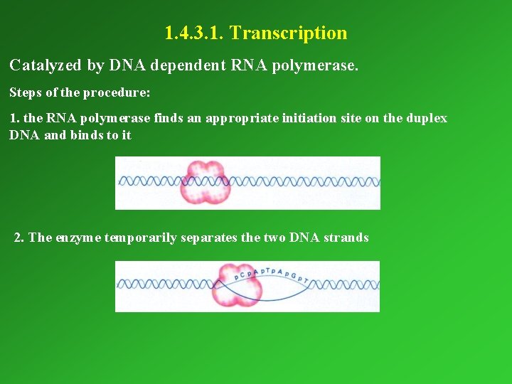 1. 4. 3. 1. Transcription Catalyzed by DNA dependent RNA polymerase. Steps of the