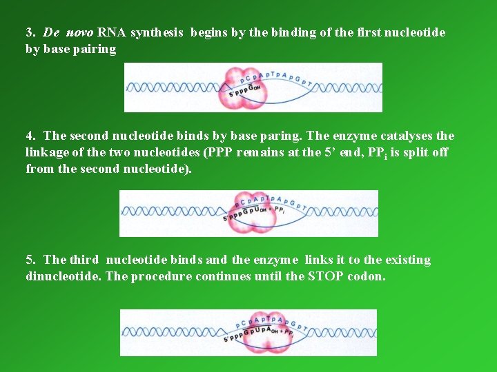 3. De novo RNA synthesis begins by the binding of the first nucleotide by