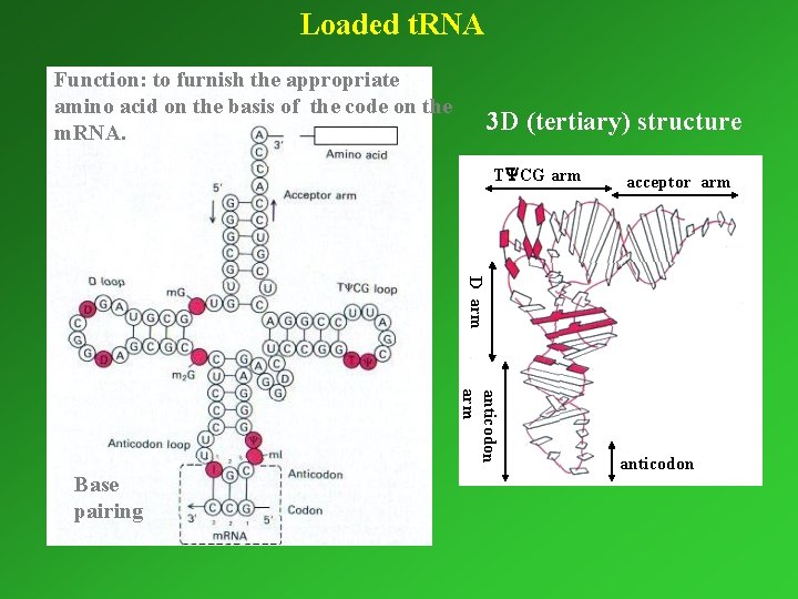 Loaded t. RNA Function: to furnish the appropriate amino acid on the basis of