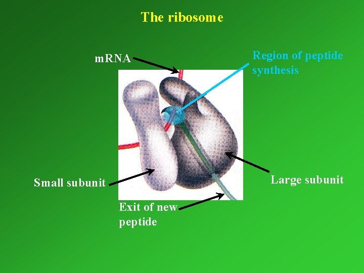 The ribosome m. RNA Region of peptide synthesis Large subunit Small subunit Exit of