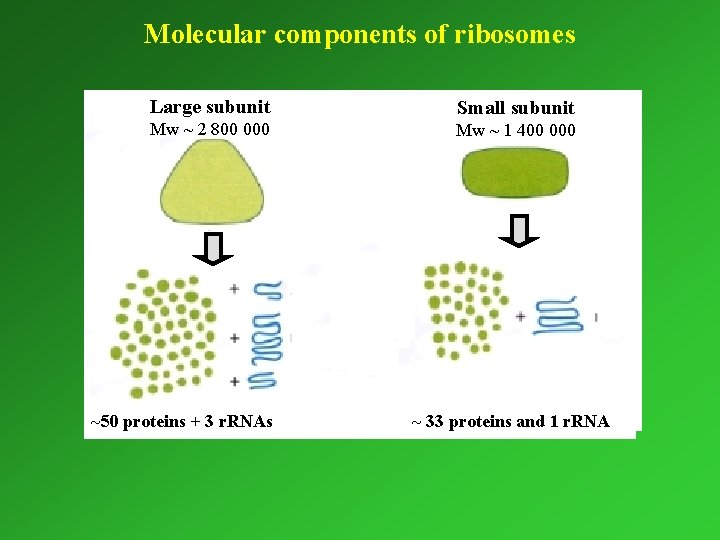 Molecular components of ribosomes Large subunit Small subunit Mw ~ 2 800 000 Mw