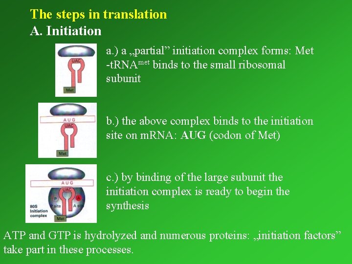 The steps in translation A. Initiation a. ) a „partial” initiation complex forms: Met