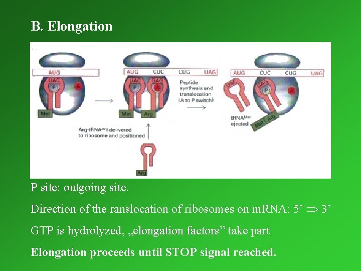 B. Elongation P site: site outgoing site. Direction of the ranslocation of ribosomes on