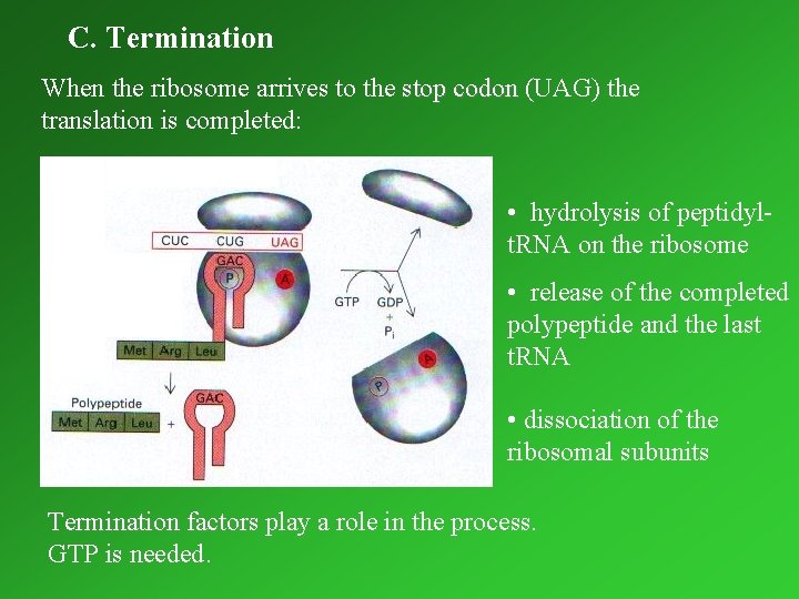 C. Termination When the ribosome arrives to the stop codon (UAG) the translation is