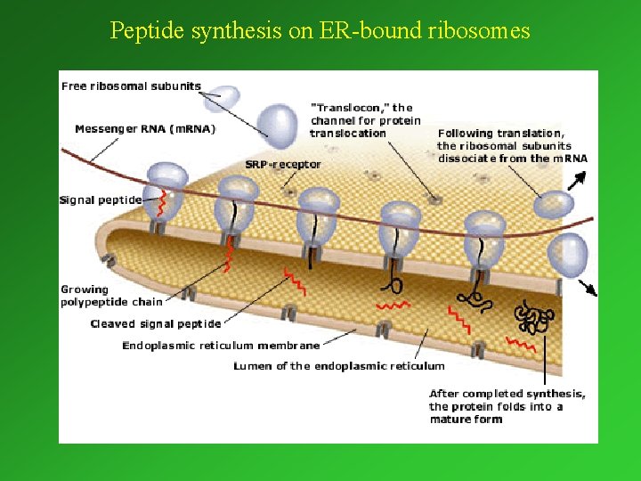 Peptide synthesis on ER-bound ribosomes 
