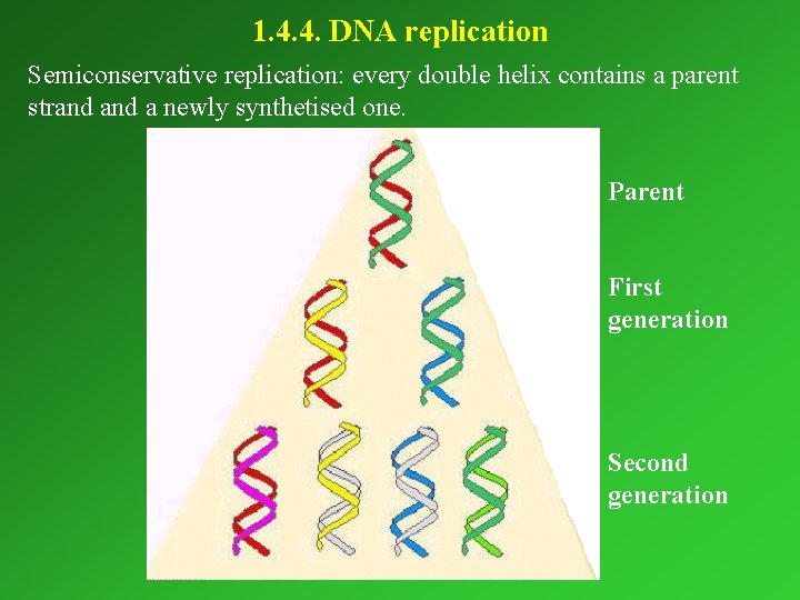 1. 4. 4. DNA replication Semiconservative replication: every double helix contains a parent strand