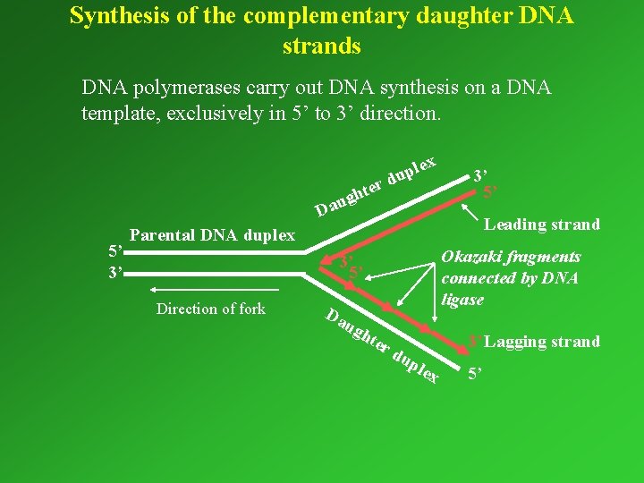 Synthesis of the complementary daughter DNA strands DNA polymerases carry out DNA synthesis on