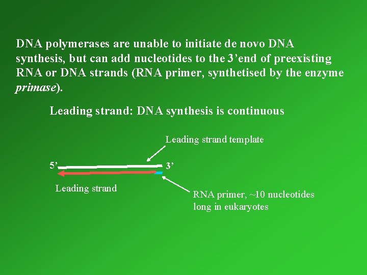 DNA polymerases are unable to initiate de novo DNA synthesis, but can add nucleotides