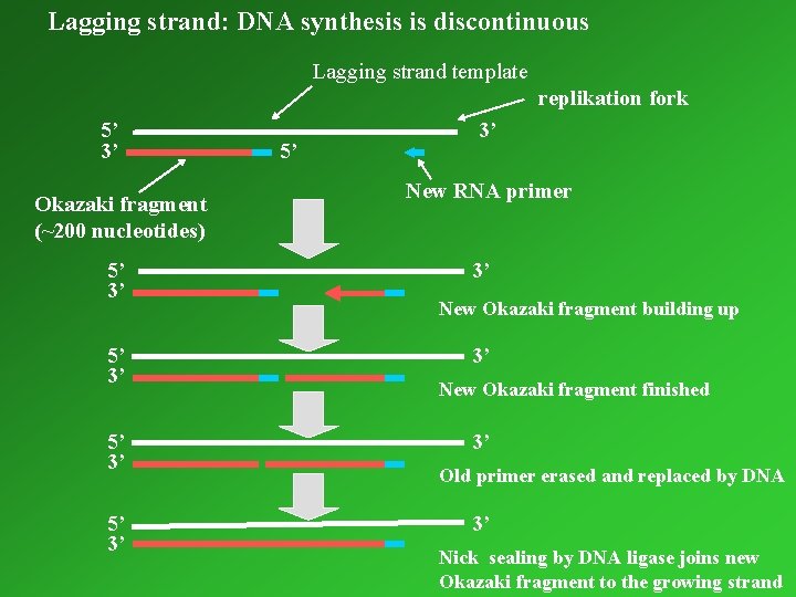 Lagging strand: DNA synthesis is discontinuous Lagging strand template replikation fork 5’ 3’ Okazaki