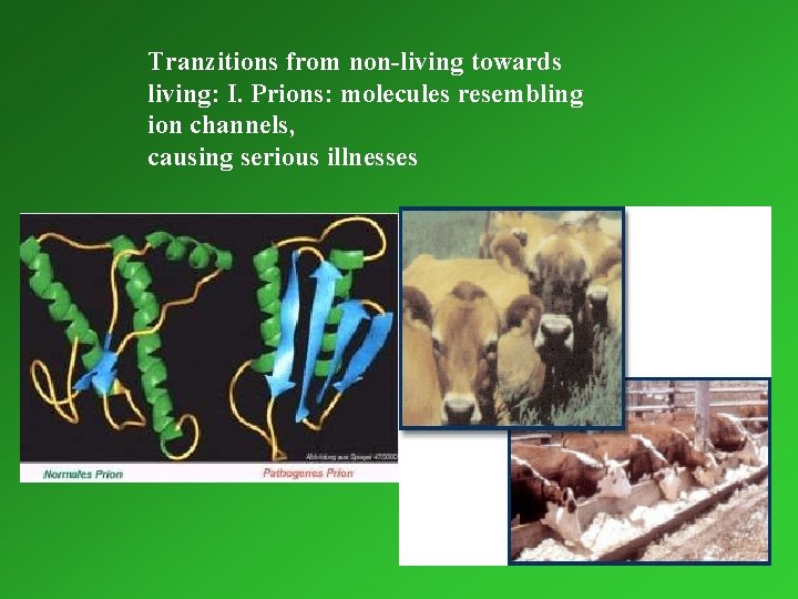 Tranzitions from non-living towards living: I. Prions: molecules resembling ion channels, causing serious illnesses