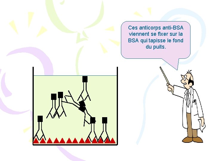 Ces anticorps anti-BSA viennent se fixer sur la BSA qui tapisse le fond du