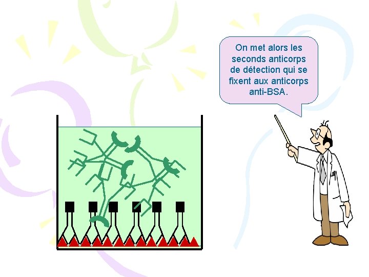 On met alors les seconds anticorps de détection qui se fixent aux anticorps anti-BSA.