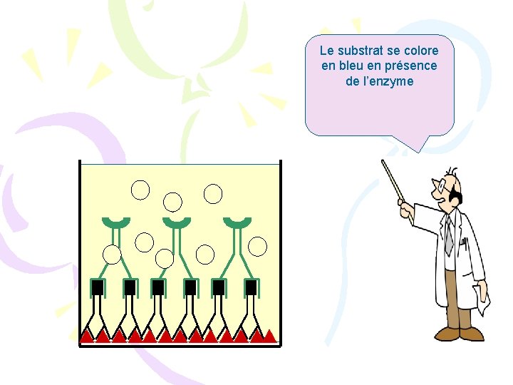 Le substrat se colore en bleu en présence de l’enzyme 