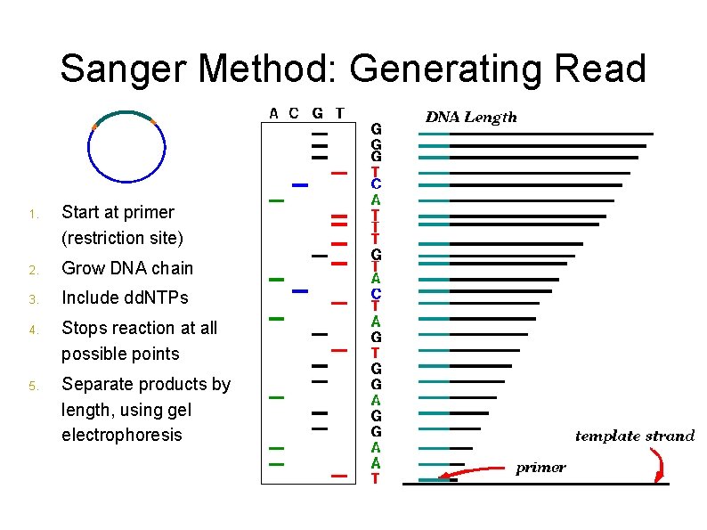 Sanger Method: Generating Read 1. Start at primer (restriction site) 2. Grow DNA chain