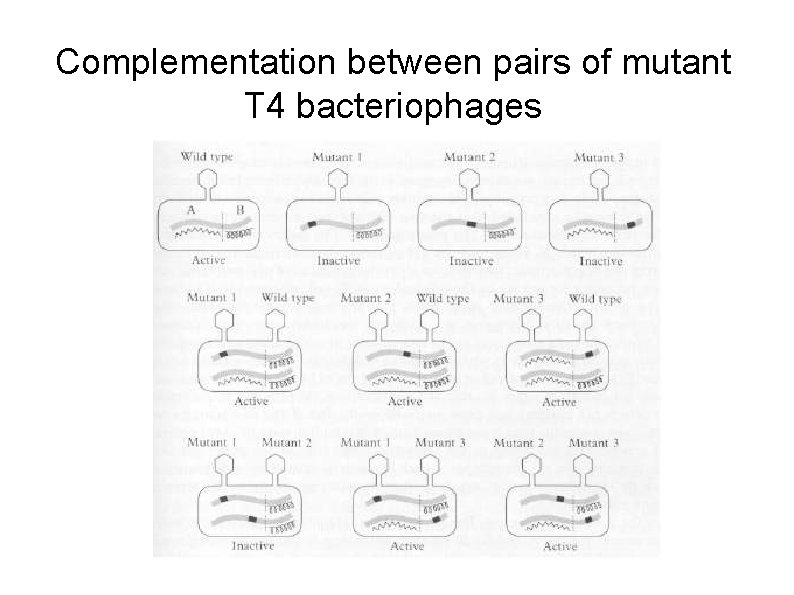 Complementation between pairs of mutant T 4 bacteriophages 