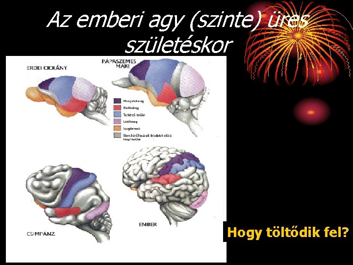 Az emberi agy (szinte) üres születéskor Hogy töltődik fel? 