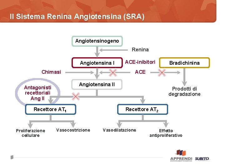 Il Sistema Renina Angiotensina (SRA) Angiotensinogeno Renina Angiotensina I Chimasi Bradichinina ACE Angiotensina II