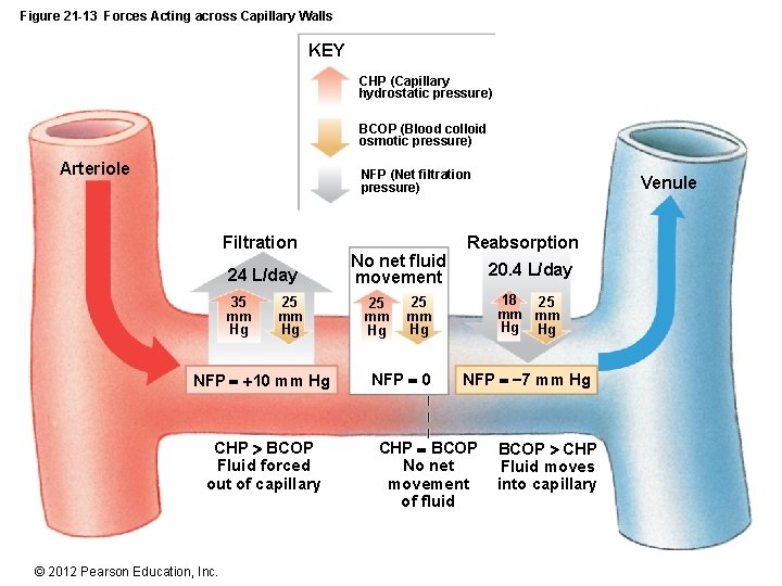 Figure 21 -13 Forces Acting across Capillary Walls KEY CHP (Capillary hydrostatic pressure) BCOP