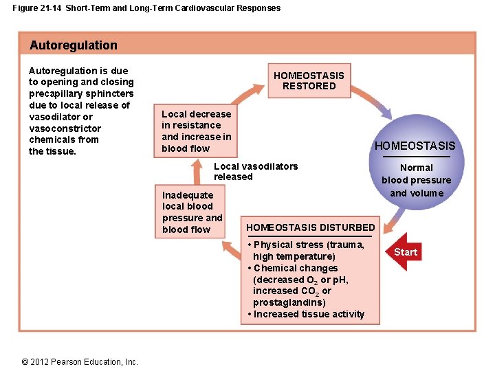 Figure 21 -14 Short-Term and Long-Term Cardiovascular Responses Autoregulation is due to opening and