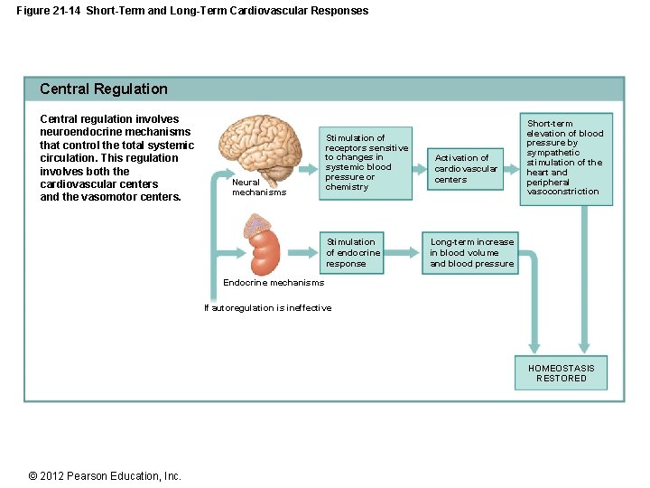 Figure 21 -14 Short-Term and Long-Term Cardiovascular Responses Central Regulation Central regulation involves neuroendocrine