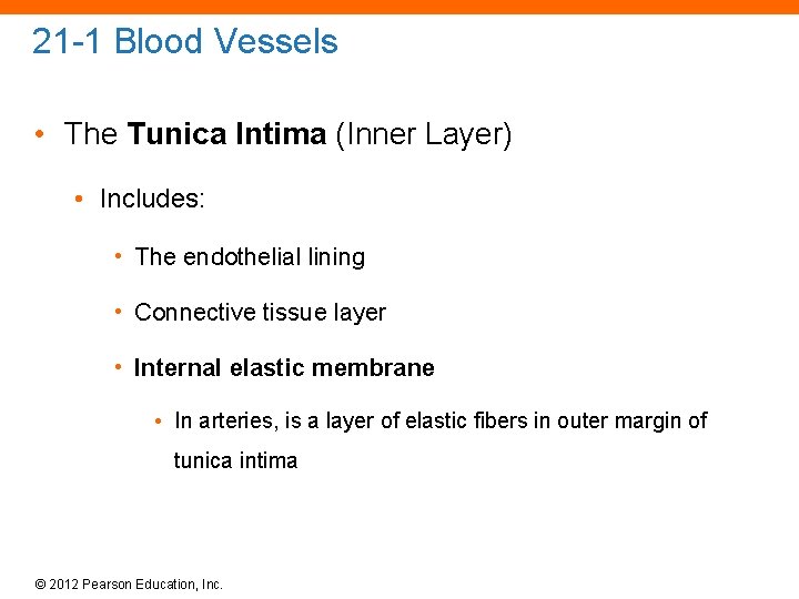 21 -1 Blood Vessels • The Tunica Intima (Inner Layer) • Includes: • The