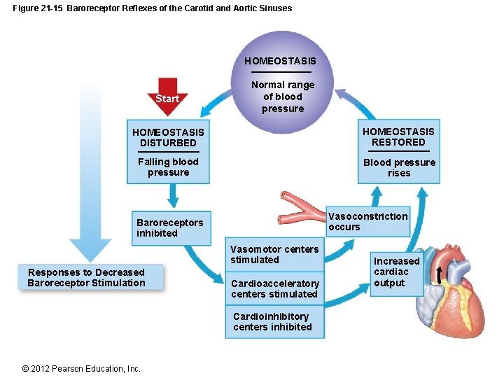 Figure 21 -15 Baroreceptor Reflexes of the Carotid and Aortic Sinuses HOMEOSTASIS Start Normal