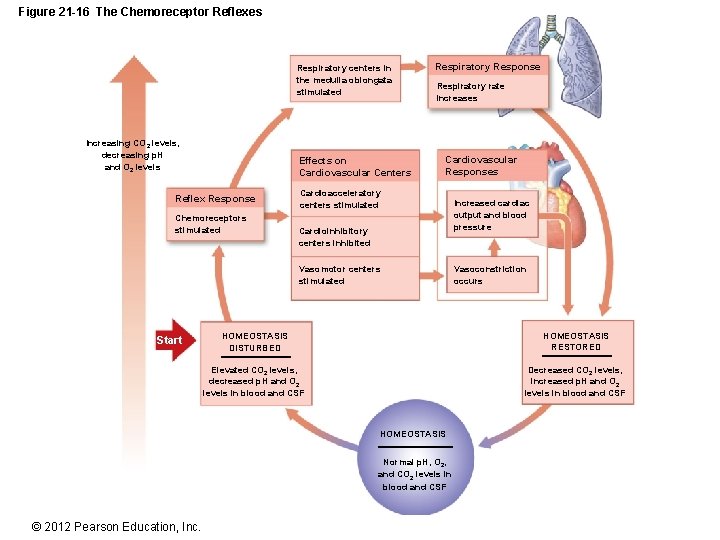 Figure 21 -16 The Chemoreceptor Reflexes Respiratory centers in the medulla oblongata stimulated Increasing