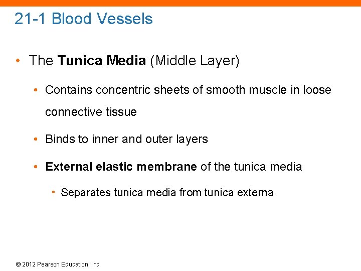 21 -1 Blood Vessels • The Tunica Media (Middle Layer) • Contains concentric sheets