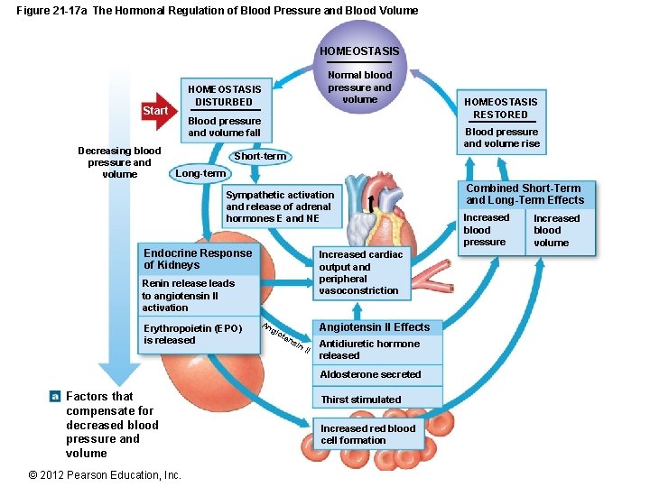 Figure 21 -17 a The Hormonal Regulation of Blood Pressure and Blood Volume HOMEOSTASIS