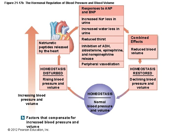 Figure 21 -17 b The Hormonal Regulation of Blood Pressure and Blood Volume Responses