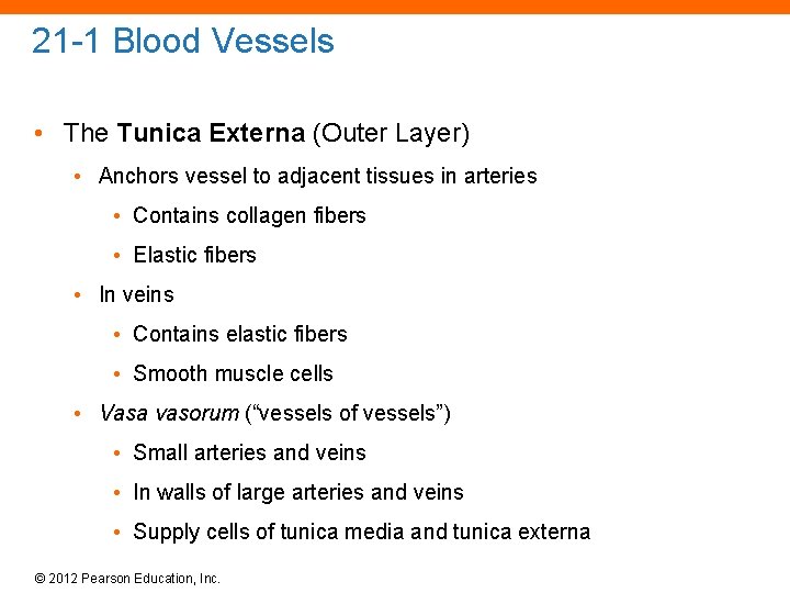 21 -1 Blood Vessels • The Tunica Externa (Outer Layer) • Anchors vessel to
