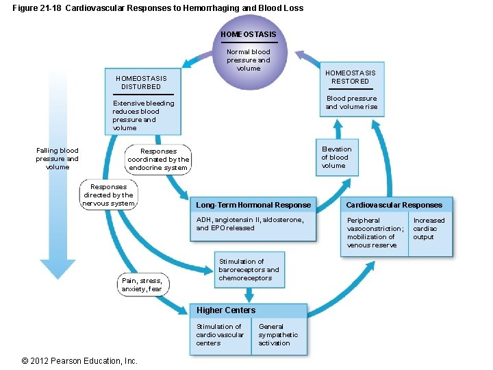 Figure 21 -18 Cardiovascular Responses to Hemorrhaging and Blood Loss HOMEOSTASIS Normal blood pressure