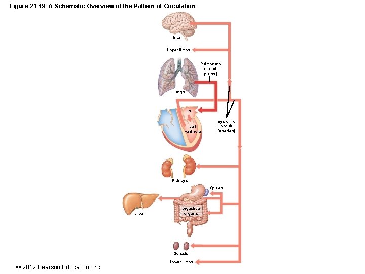 Figure 21 -19 A Schematic Overview of the Pattern of Circulation Brain Upper limbs