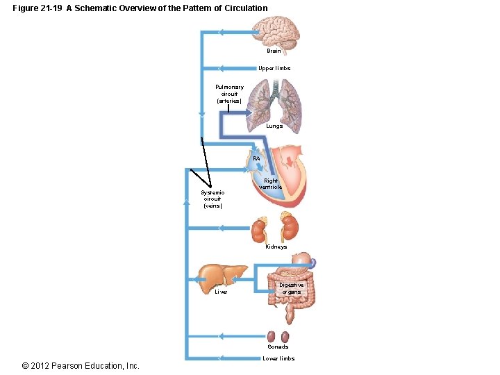 Figure 21 -19 A Schematic Overview of the Pattern of Circulation Brain Upper limbs