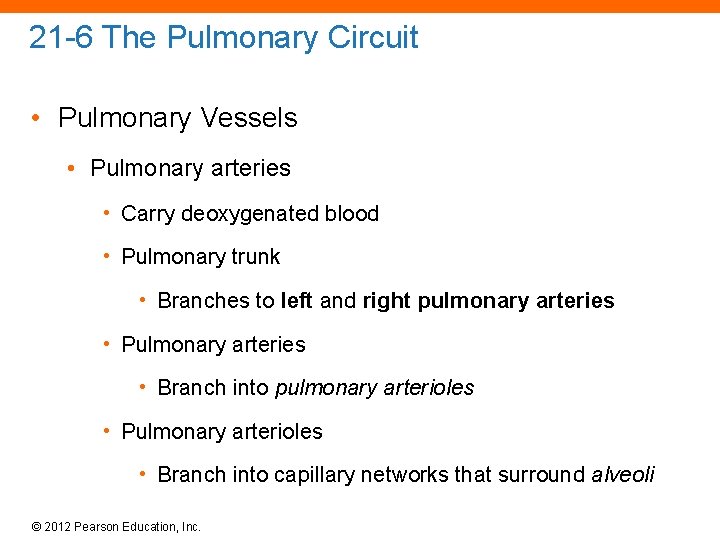 21 -6 The Pulmonary Circuit • Pulmonary Vessels • Pulmonary arteries • Carry deoxygenated
