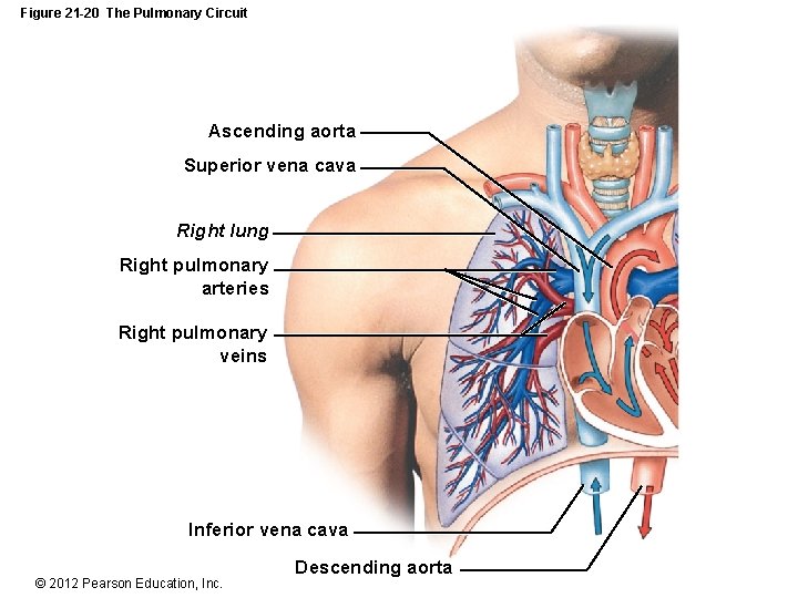 Figure 21 -20 The Pulmonary Circuit Ascending aorta Superior vena cava Right lung Right