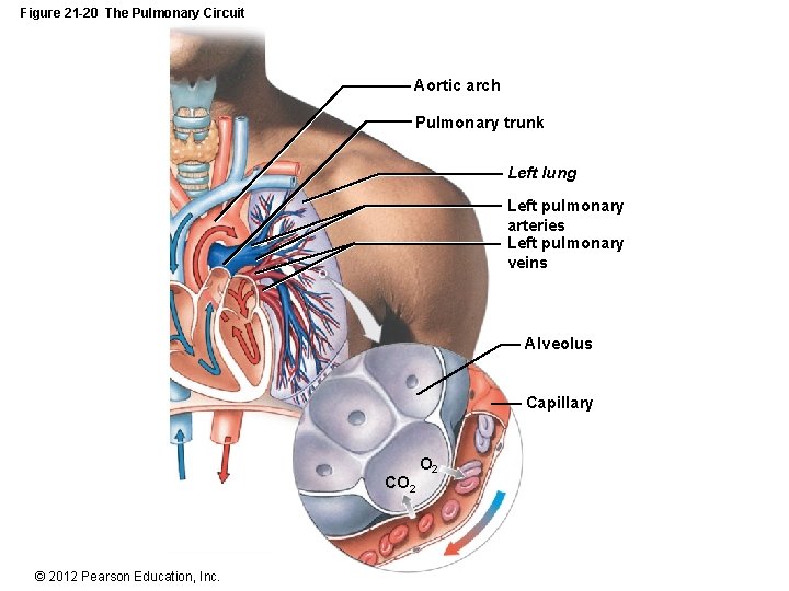 Figure 21 -20 The Pulmonary Circuit Aortic arch Pulmonary trunk Left lung Left pulmonary