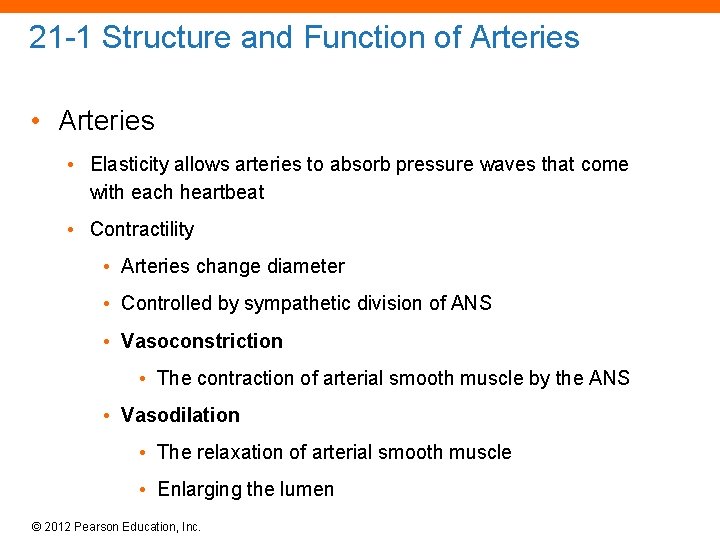 21 -1 Structure and Function of Arteries • Elasticity allows arteries to absorb pressure