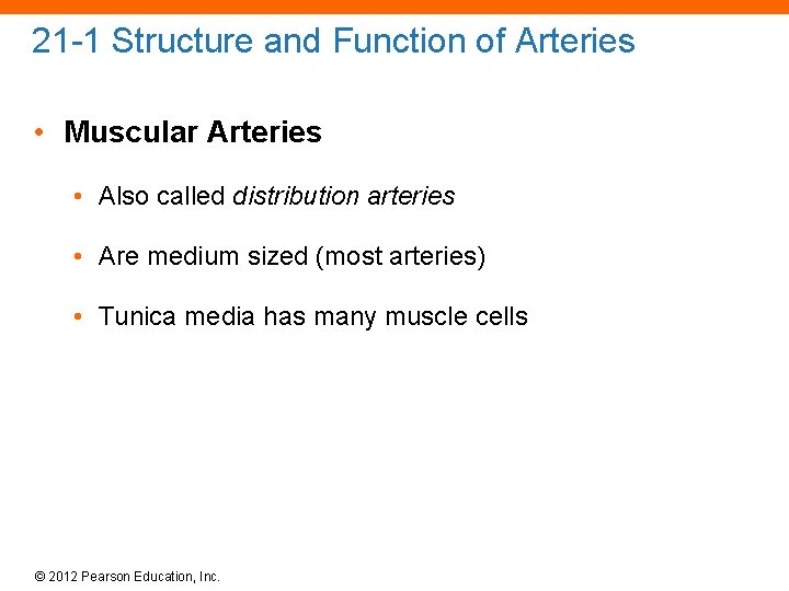 21 -1 Structure and Function of Arteries • Muscular Arteries • Also called distribution